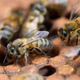The decline of bees is perhaps the best example of how much we’re harming insects at large.